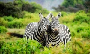 Home lake mburo national park 750x450 1 750x450