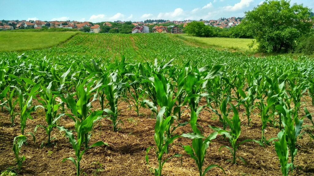 Home Vibrant cornfield in Beograd, Serbia, showcasing lush growth and suburban background.